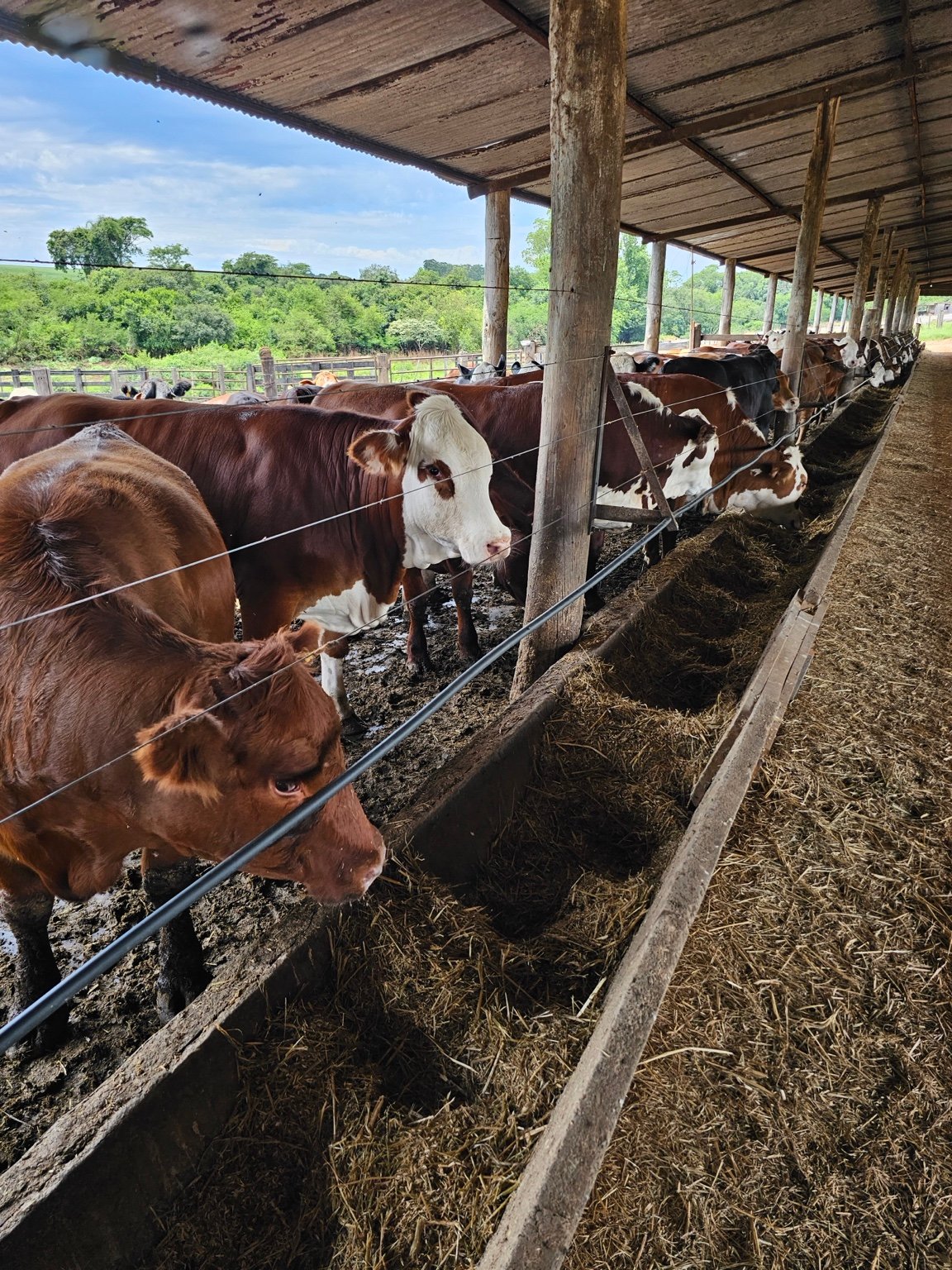 Bovinos em propriedade atendida pela Buenas