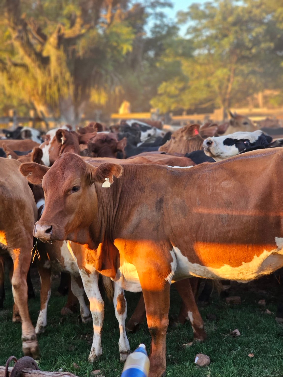 Campo e produção animal Buenas