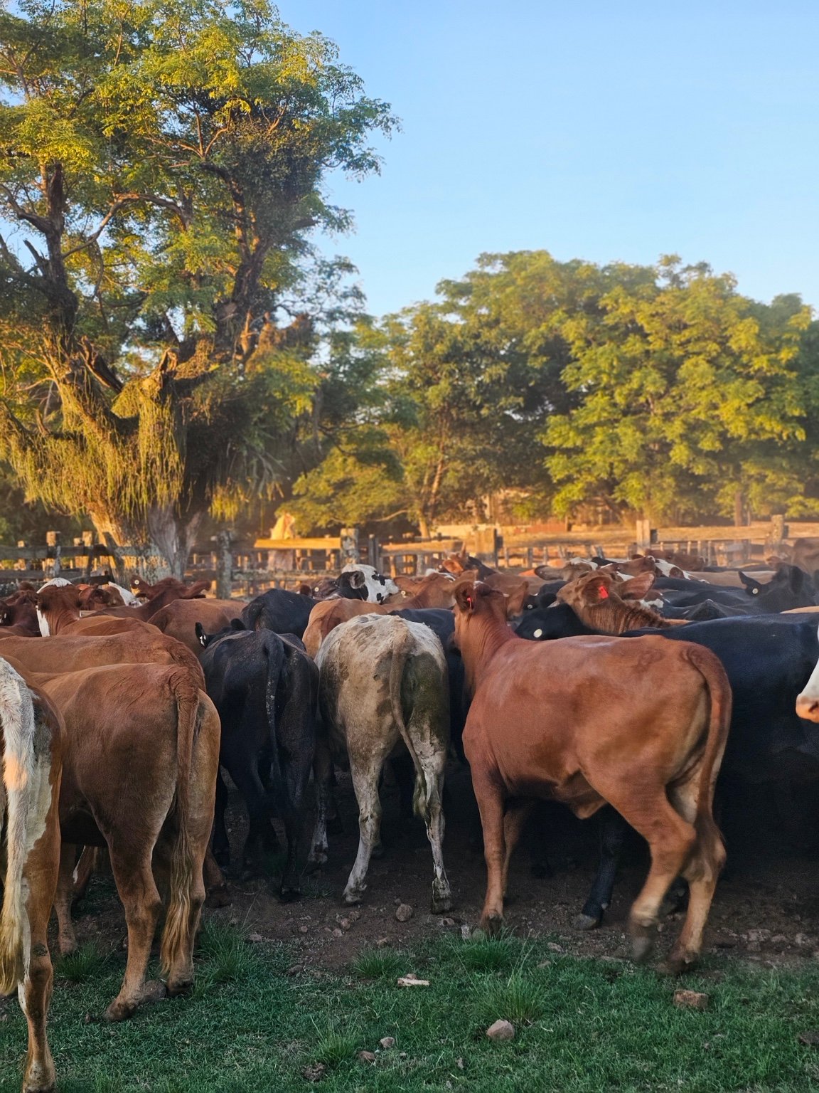 Campo e produção animal Buenas