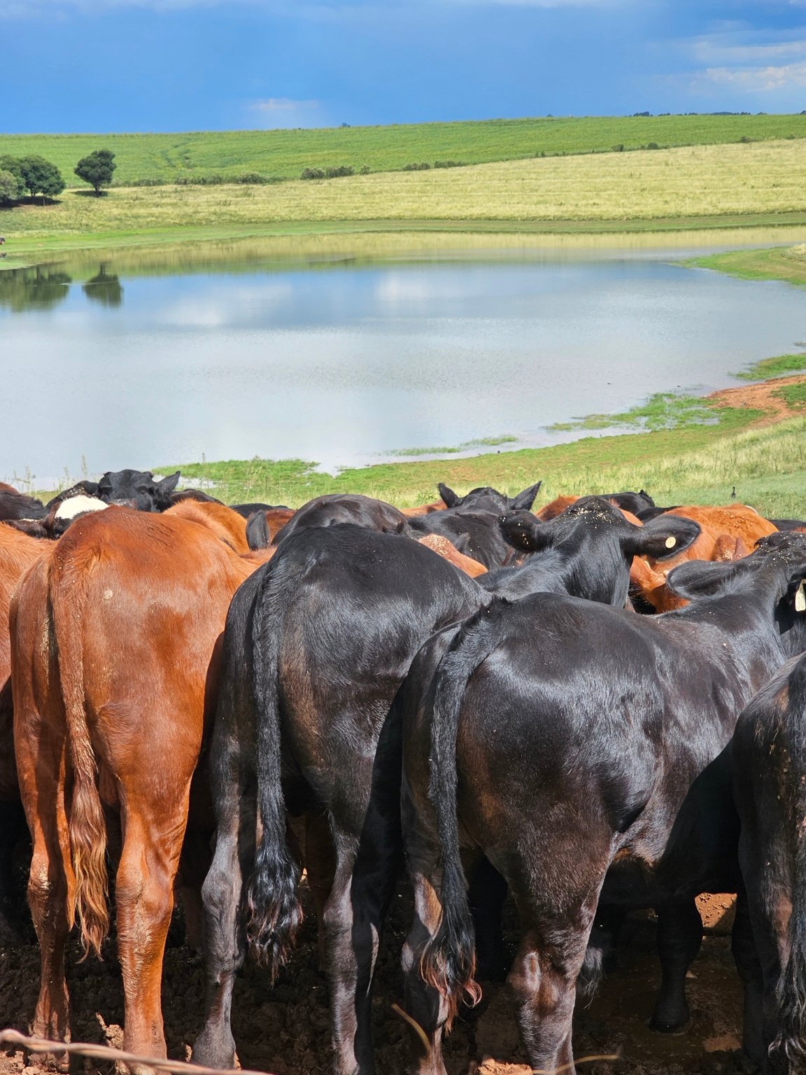 Campo e produção animal Buenas