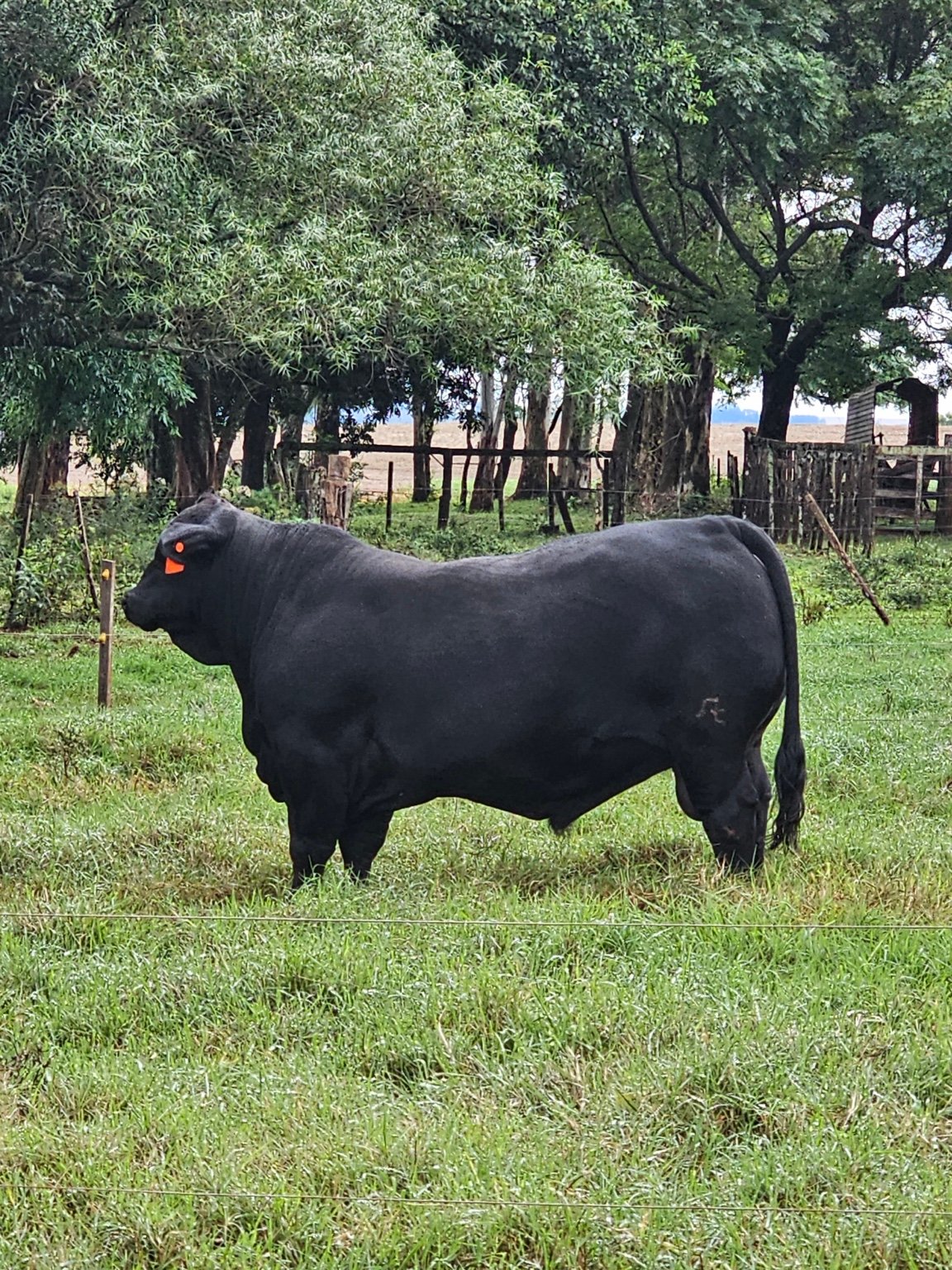 Campo e produção animal Buenas