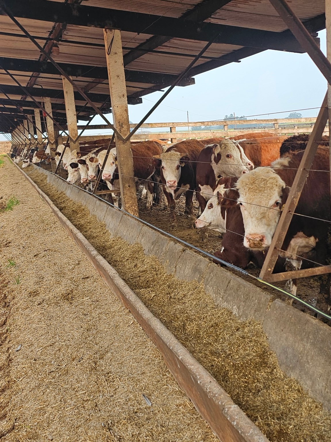 Campo e produção animal Buenas