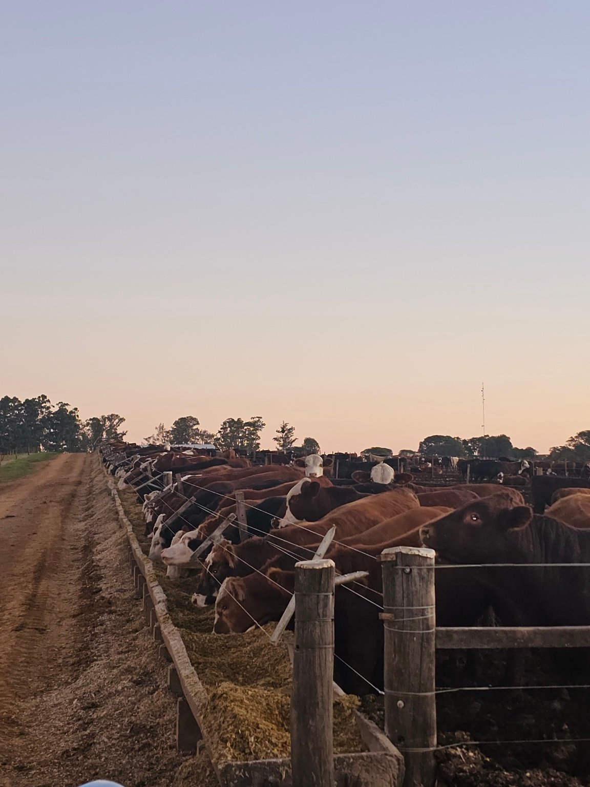 Campo e produção animal Buenas